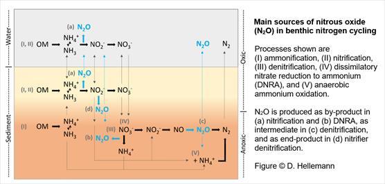 Main sources of nitrous oxide (N2O) in benthic nitrogen cycling